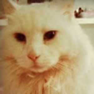 Meet your Posher, Jerah